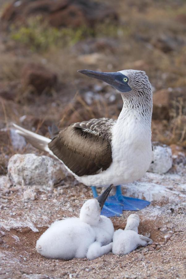 Suite Cielo, Discover The Magic Of Galapagos Пуэрто-Бакерисо-Морено Экстерьер фото