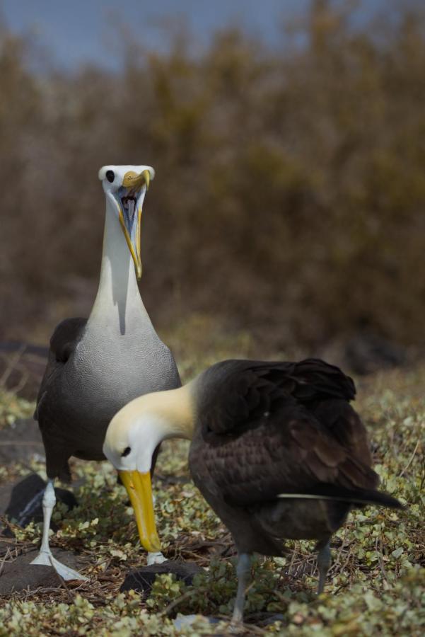 Suite Cielo, Discover The Magic Of Galapagos Пуэрто-Бакерисо-Морено Экстерьер фото